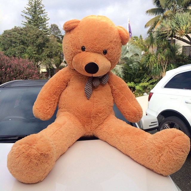 giant teddy nz
